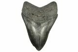 Fossil Megalodon Tooth - South Carolina #264546-1